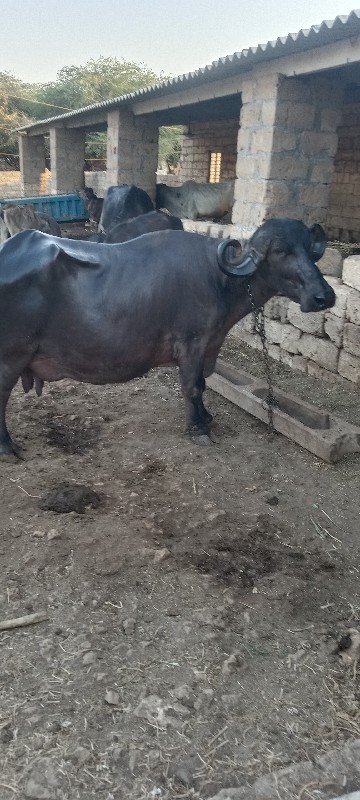ભેંસ વેચવાની છે