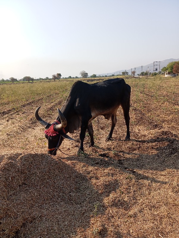 એક બરધ વેંચવાનો...