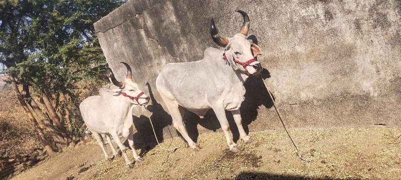 ધોરા વાસડા વેચવ...