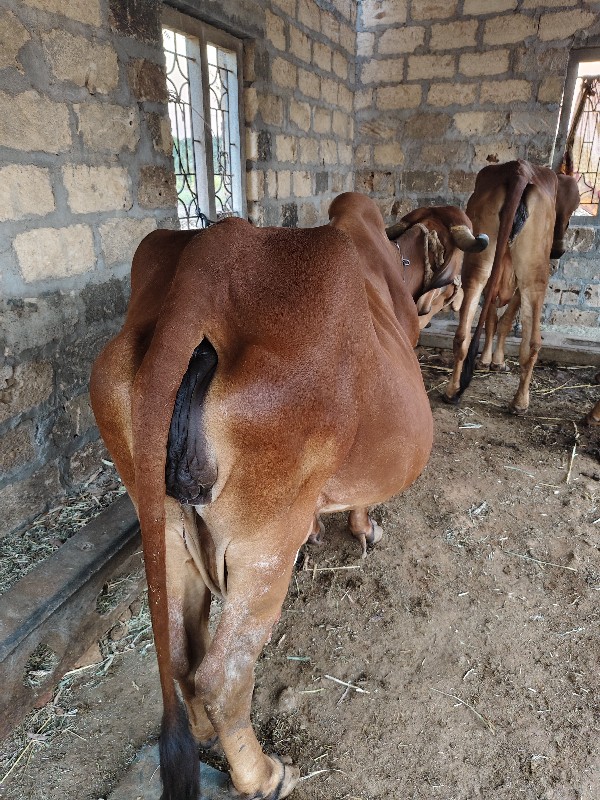 ગિર ગાય વેચવા ન...