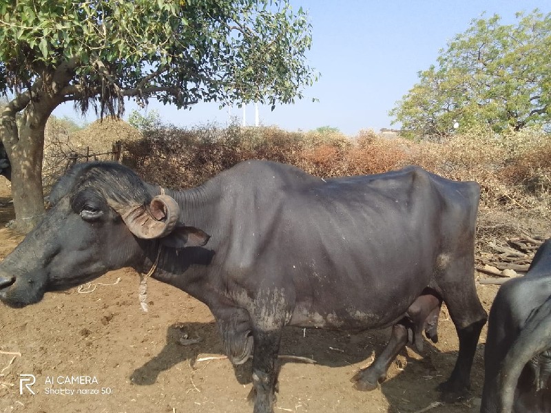 2 જુ વેતર