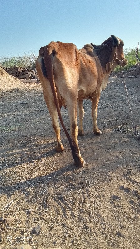 ગાય વેચવાની છે