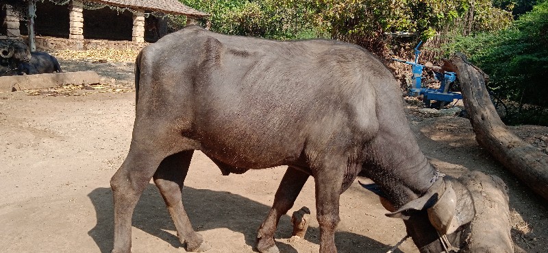 પાડો વેચવાનો છે