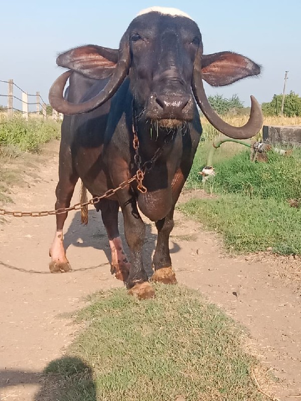 ભેંસ વેચવાની છે...