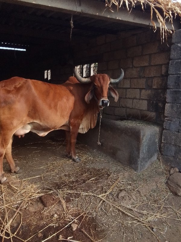 ગાય દેવાની છે