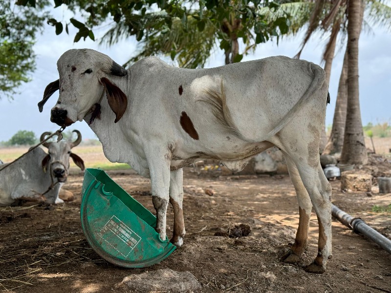 3 ભેગી‌ દેવાની...