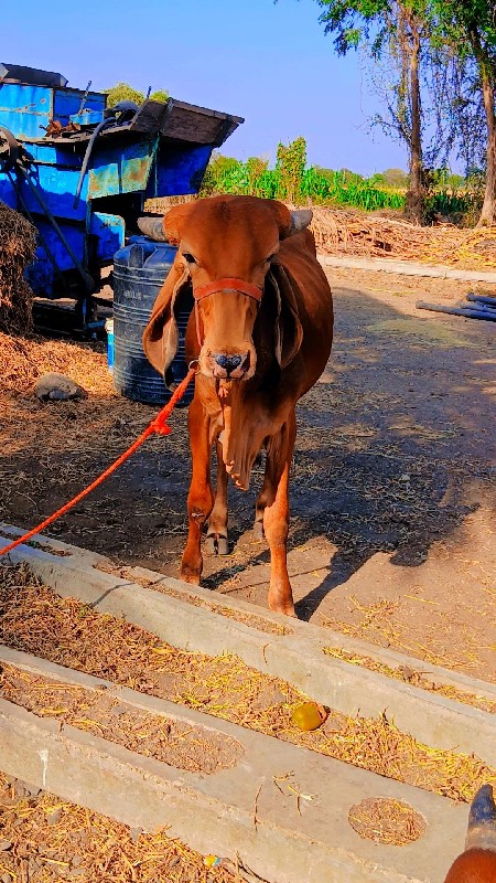 ખુટ વેચવાનો છે