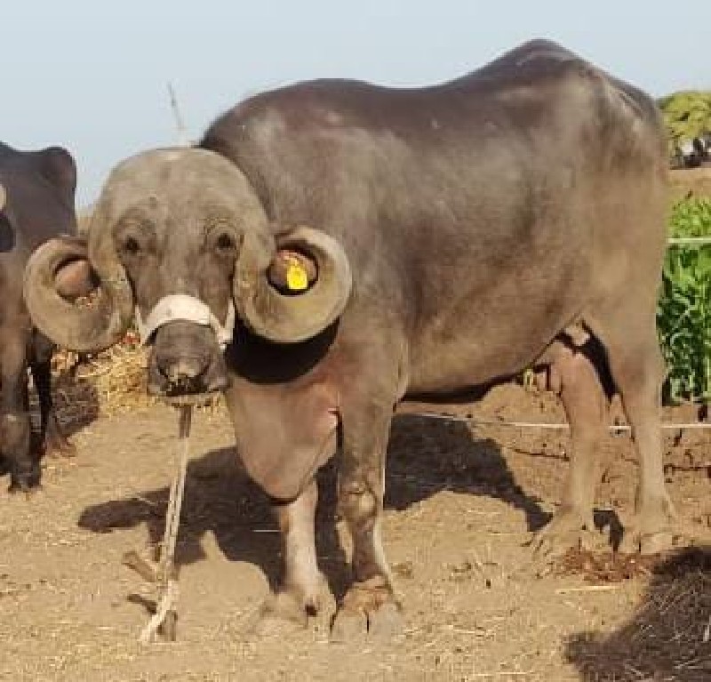 3 ભેસુ વેચવાની...