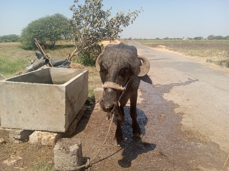 ખરેલું વેચવાનું...