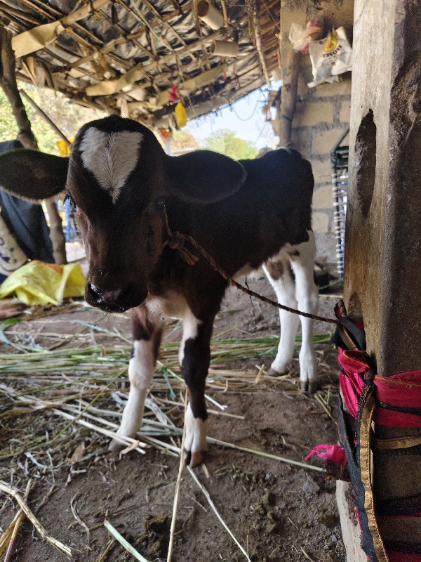 ગાય વેસવાની છે