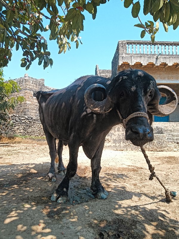 ખડેલિ વેચવા નિ...