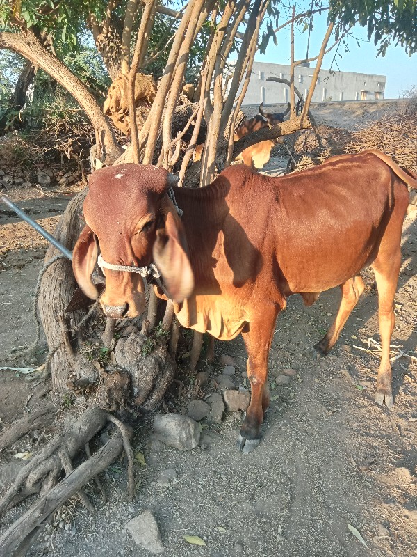 વાછડી વેચવાની છ...