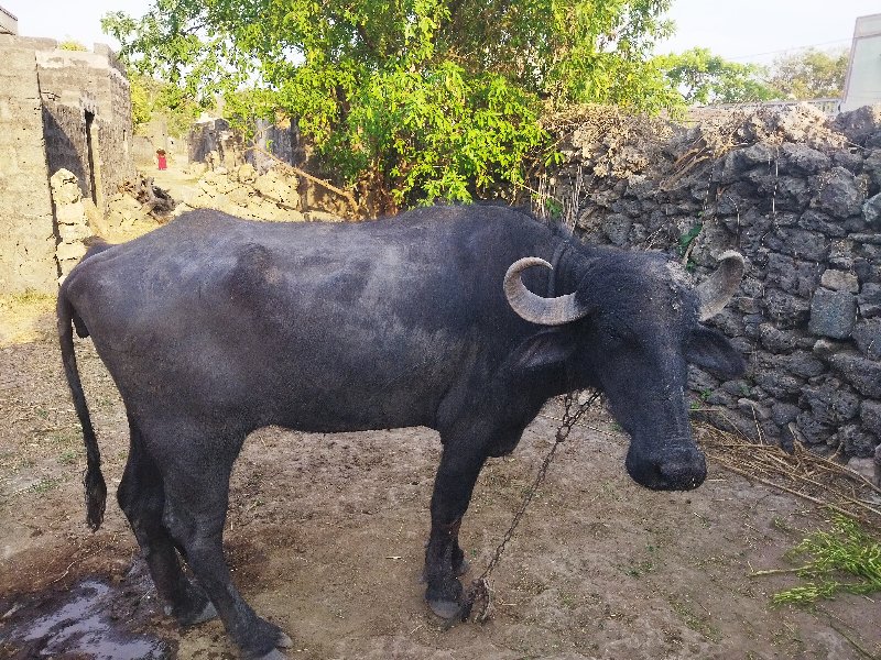 ખડેલું વેચવા નુ...