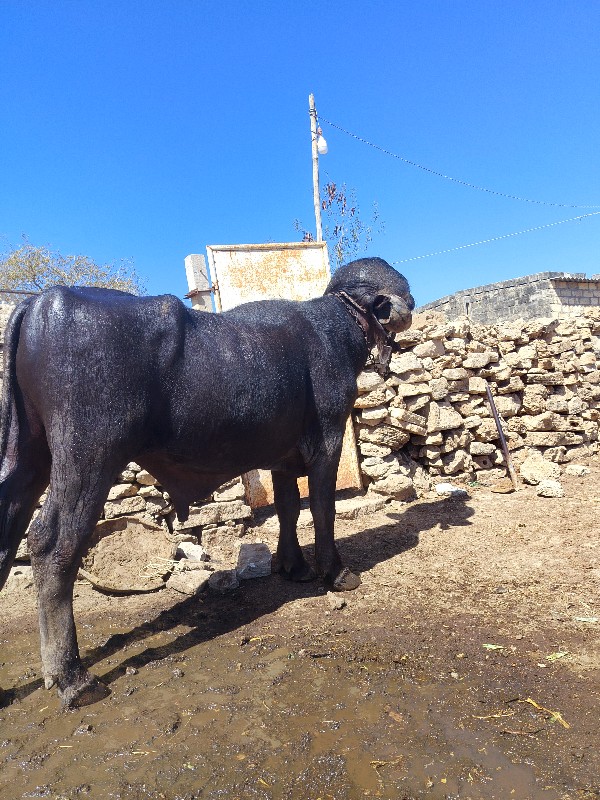 પાડો વેચવાનો છે