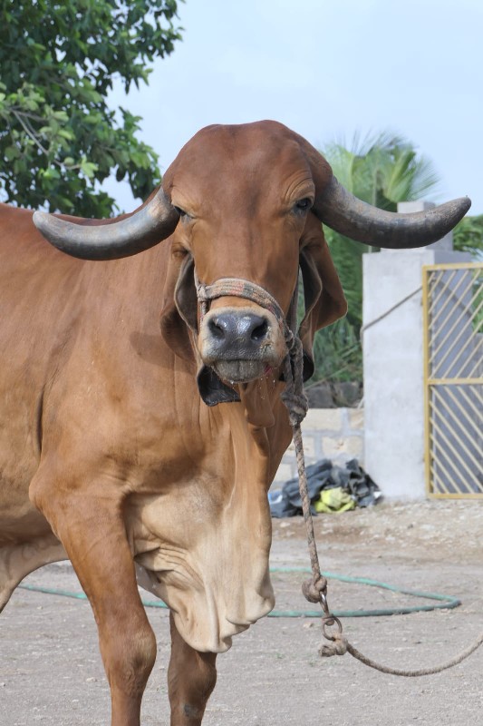 ગાય વેચવાની છે