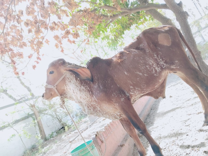 ગીર વાદળો કાનો