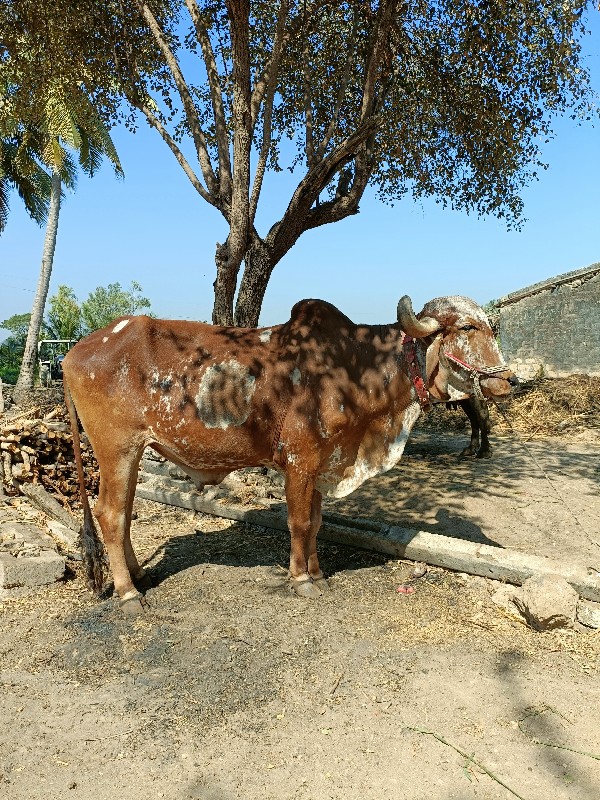 બળદ ની જોડી