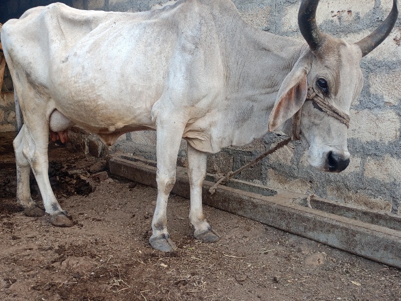 ગાય વેચવાની છે