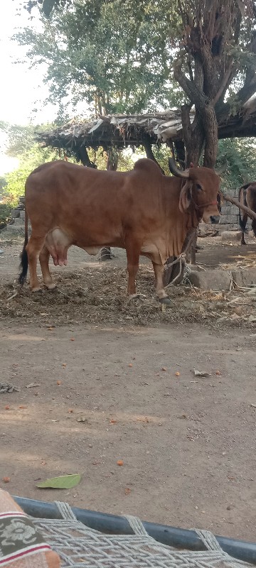 લાલ દેશી ગાય વે...