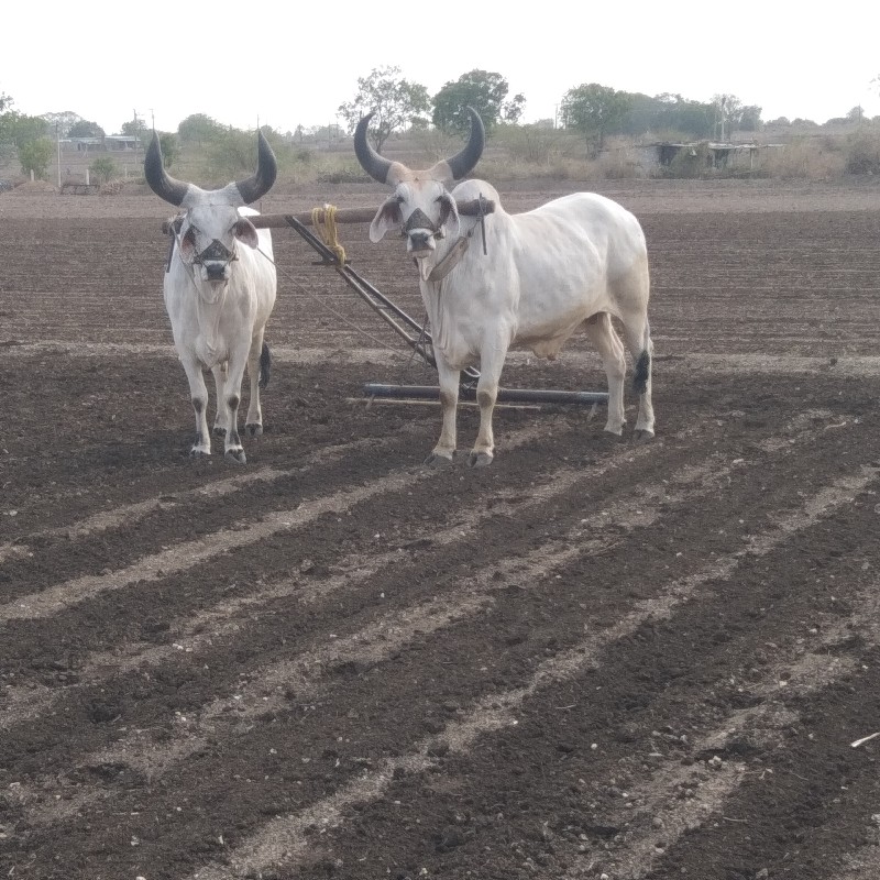 બળદ વેચવાના સે