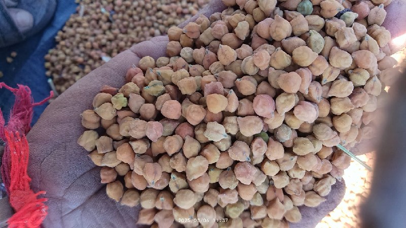 સાડા બાર ની મોટ...