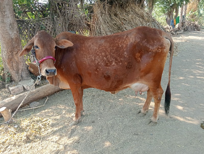 ગાય વેચવાની છે...