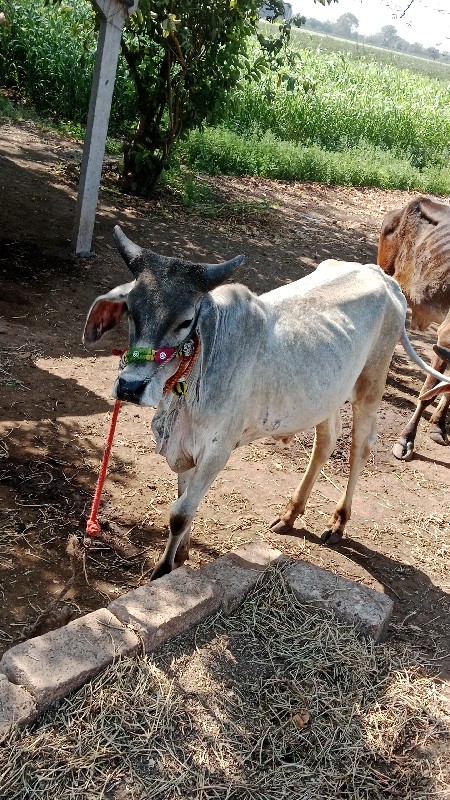 ગોઢલૉ વેચવા નો...