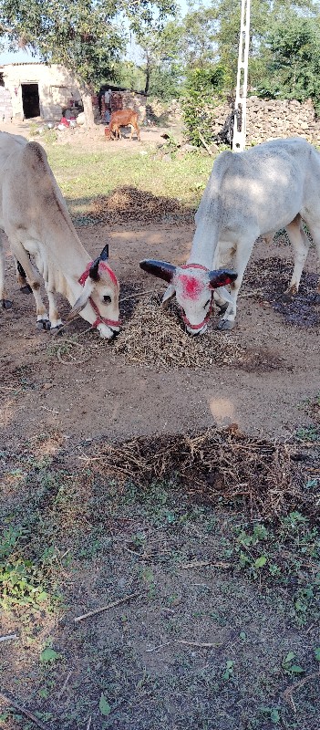 બરધ