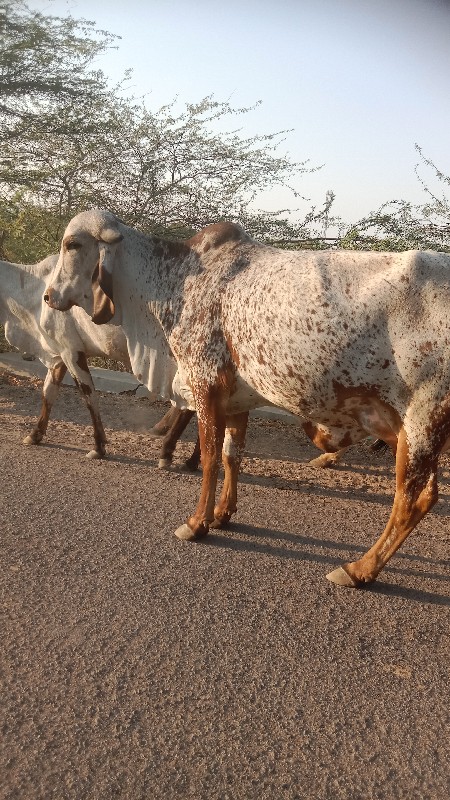 ગીર ગાય