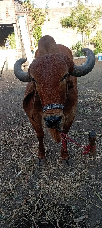 ગાય