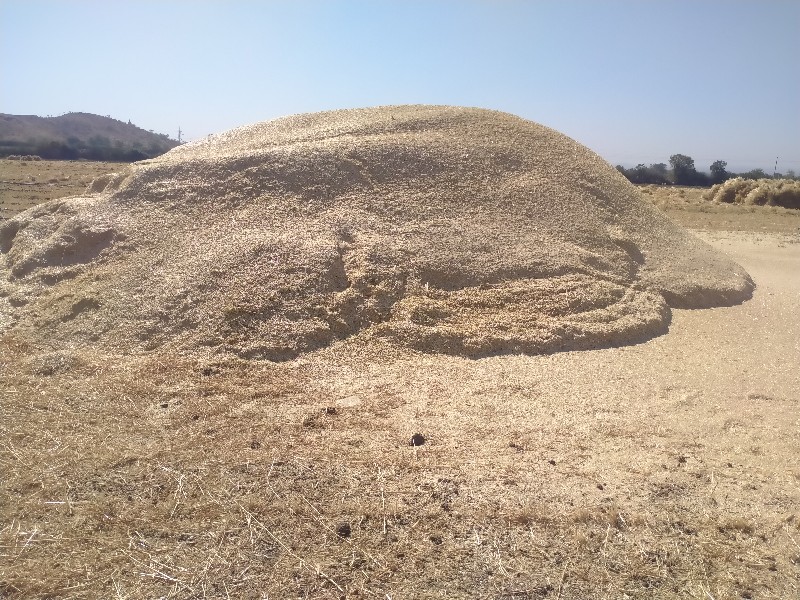 કુવલ ઘઉં નું