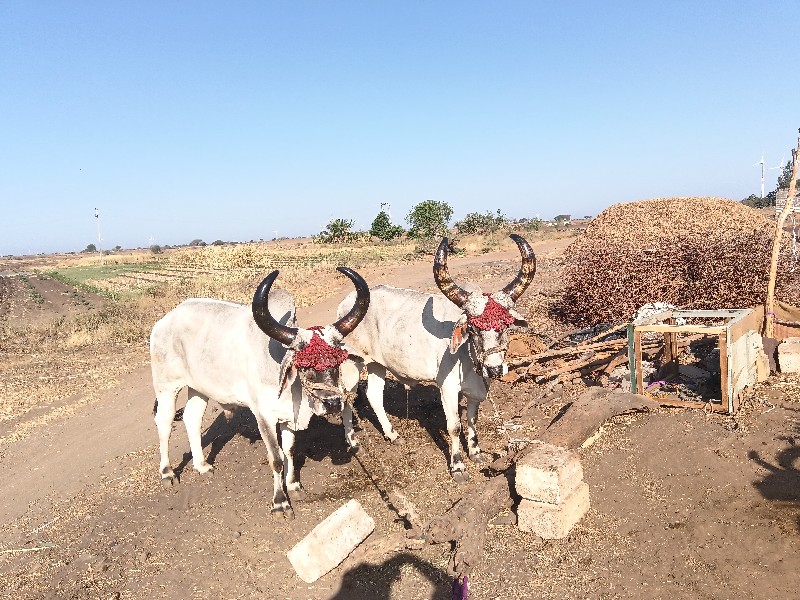 ગોંઢલા વેચવાના...