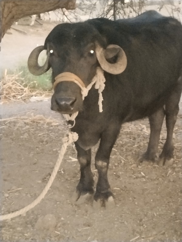 ખડેલી વેચવાની છ...