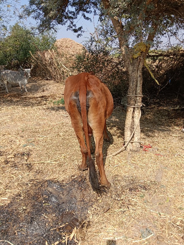 ગાય