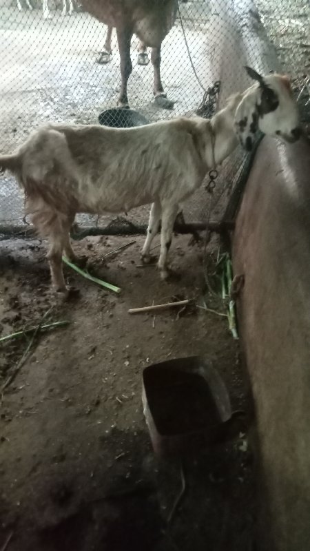 bakra bakri vec...