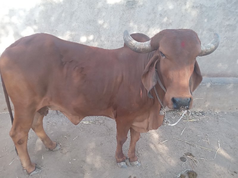દેશી ગાય