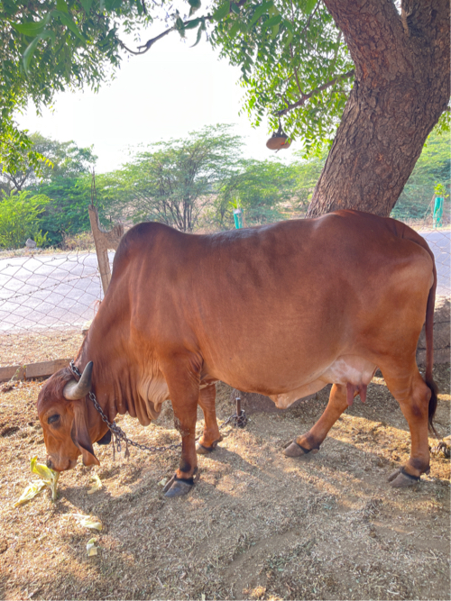 ગાય વેચવા ની છે