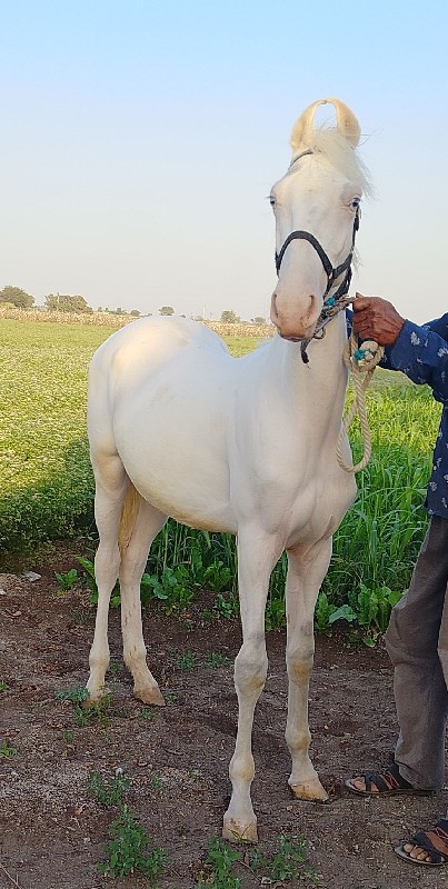 વસેરો વેચવા નો...