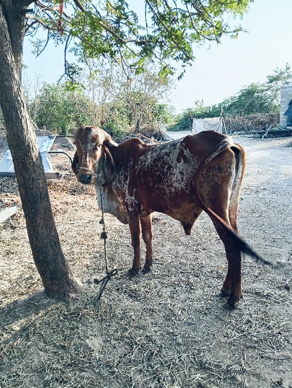 ગોઢલા