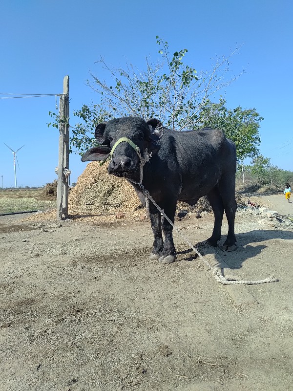 પેલુ વેતર ખડેલી...