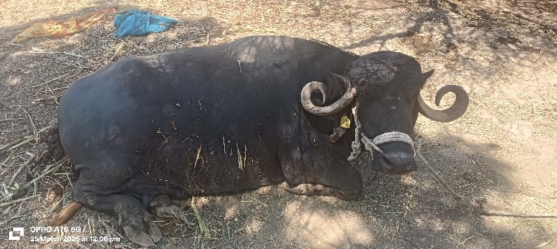 3ભેંશ વેચવાની સ...