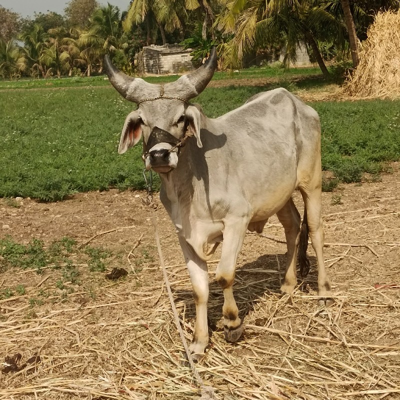 આવો લેવા નો છે