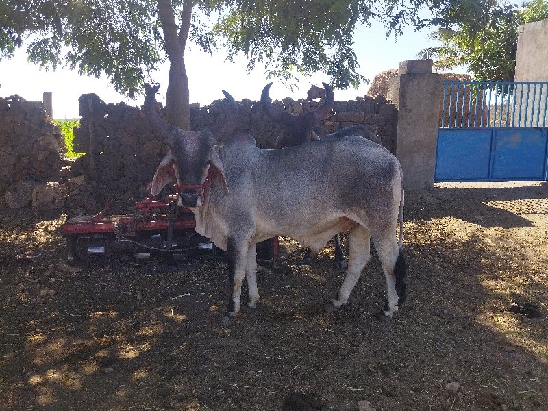 બરધ વેચવાના છે.