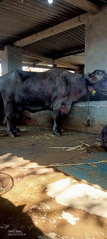 ભેંશ વેસ્વાની છ...