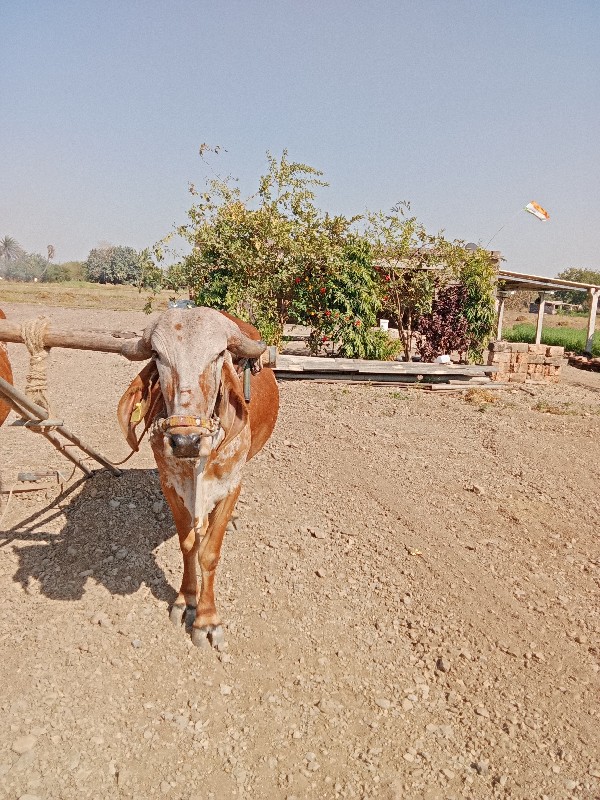 બડદ વેચવાનો છે...