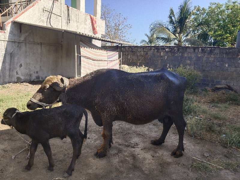 ત્રીજું વેતર છે