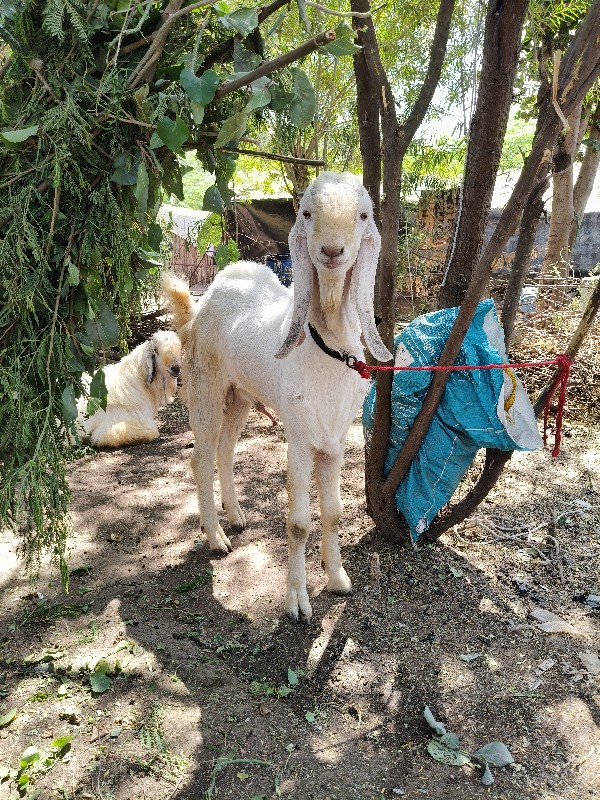 બે બકરા વેચવાના...