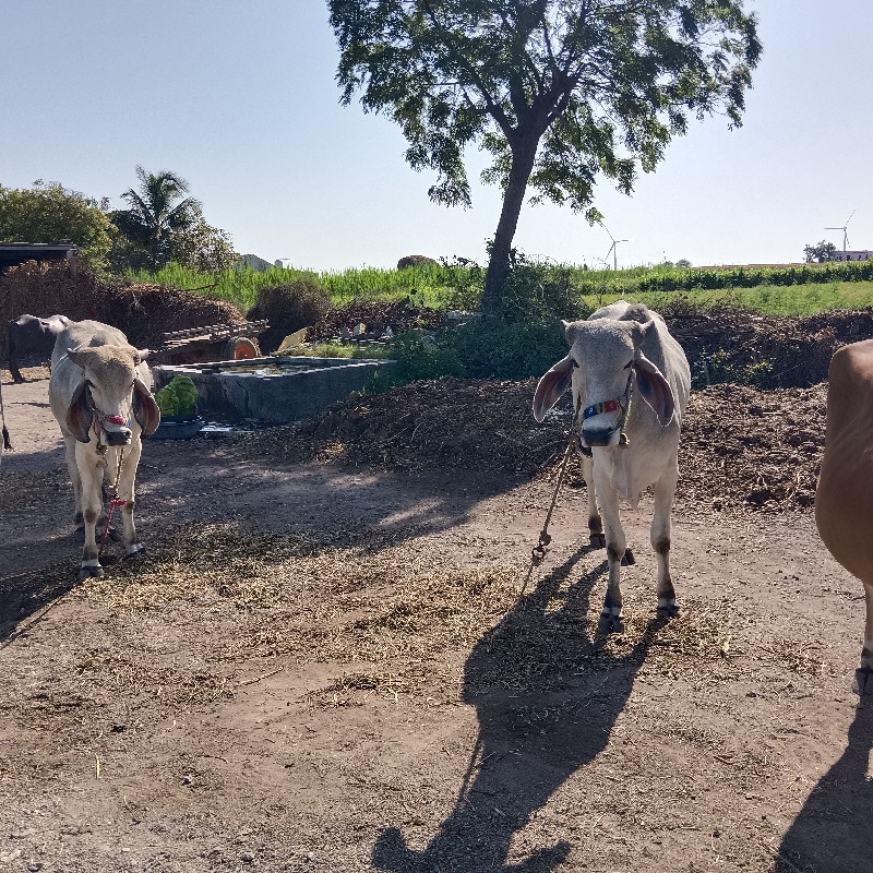 ધોધલા‌ વેચવાના‌...