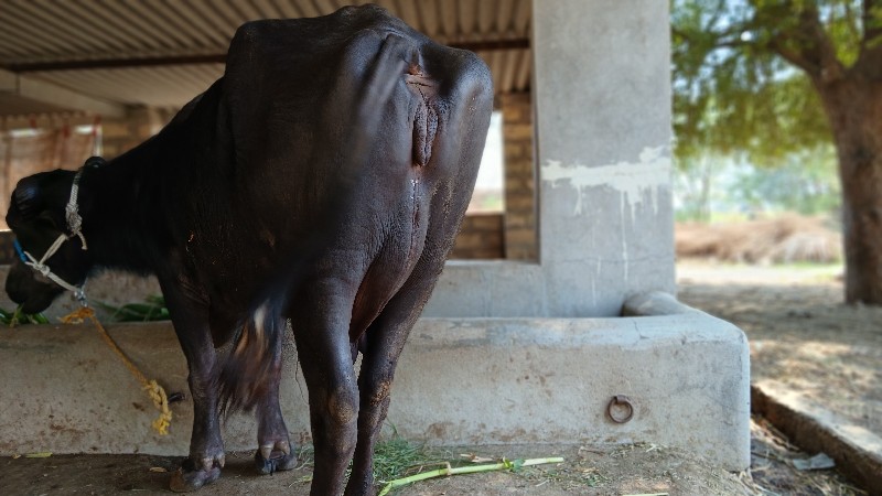 2. જુ વેતર