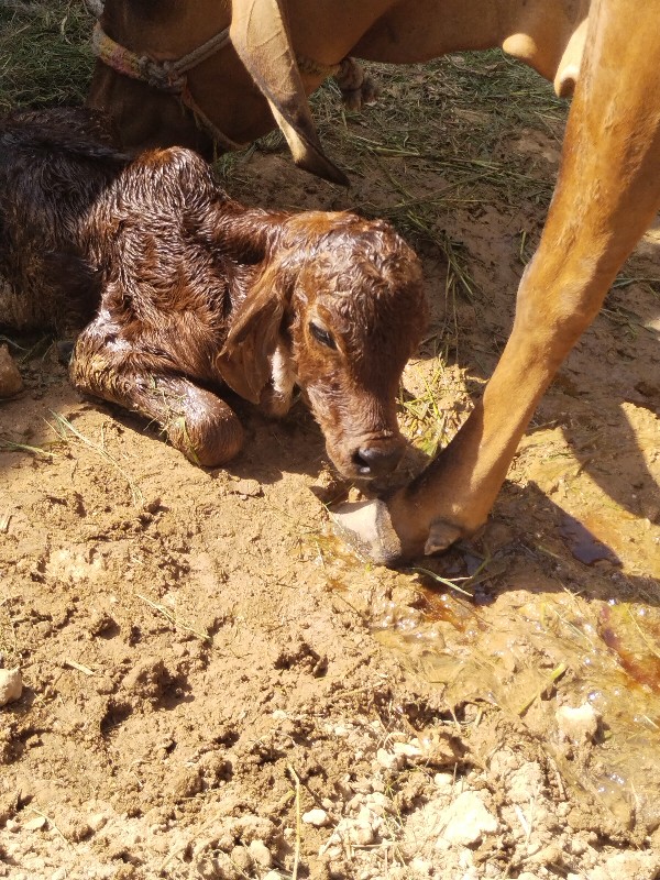 ગીર ગાય વેચવાની...